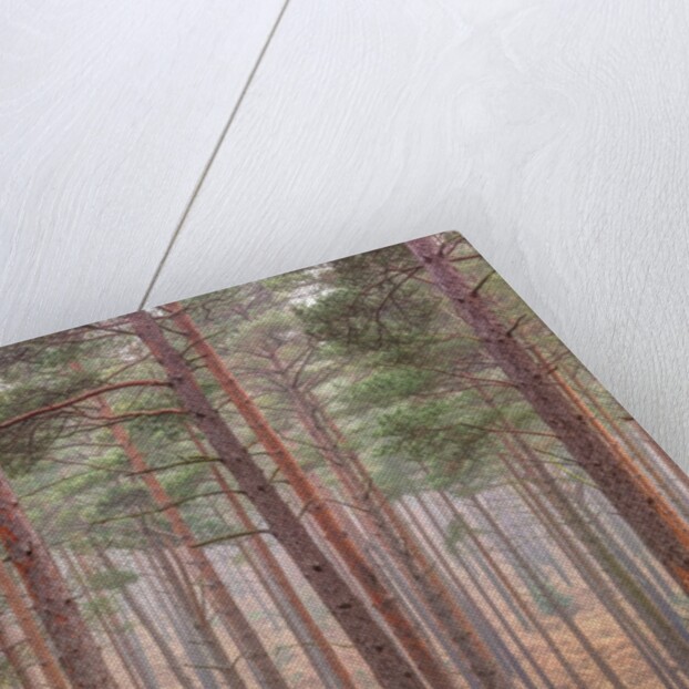 Misty forest with tall trees by Assaf Frank